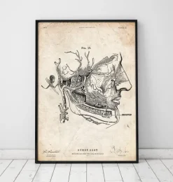 Anatomie der Gesichtsmuskulatur | Codex Anatomicus Sale
