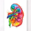 Anatomie der linken Niere - Aquarell | Codex Anatomicus Clearance