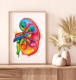 Anatomie der linken Niere - Aquarell | Codex Anatomicus Clearance