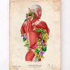 Anatomie der Muskeln - Floral- Vintage | Codex Anatomicus Sale