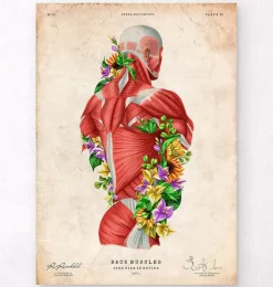 Anatomie der Muskeln - Floral- Vintage | Codex Anatomicus Sale