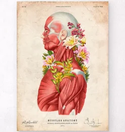 Anatomie der Muskeln - Floral - Vintage | Codex Anatomicus Online
