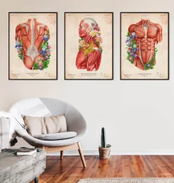 Anatomie der Muskeln - Floral - Vintage | Codex Anatomicus Online