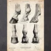 Anatomie der Pferdehufe | Codex Anatomicus Best