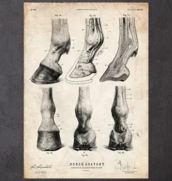 Anatomie der Pferdehufe | Codex Anatomicus Best