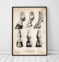 Anatomie der Pferdehufe | Codex Anatomicus Best