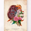 Anatomie der Plazenta - Floral - Vintage | Codex Anatomicus Outlet