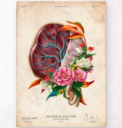 Anatomie der Plazenta - Floral - Vintage | Codex Anatomicus Outlet