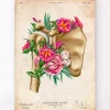 Anatomie der Schulter - Floral - Vintage | Codex Anatomicus Clearance