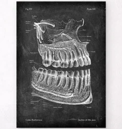 Anatomie der Zähne und Kiefer - Chalkboard | Codex Anatomicus Fashion