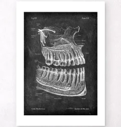 Anatomie der Zähne und Kiefer - Chalkboard | Codex Anatomicus Fashion