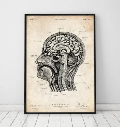 Anatomie des Kopfabschnitts I | Codex Anatomicus Discount