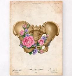 Anatomie des weiblichen Beckens - Floral - Vintage | Codex Anatomicus Sale