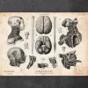 Anatomie von Gehirn, Wirbelsäule und Kopf | Codex Anatomicus Hot