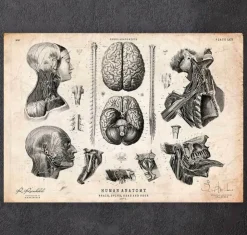 Anatomie von Gehirn, Wirbelsäule und Kopf | Codex Anatomicus Hot