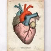 Anatomischer Herzkunst - Bunt | Codex Anatomicus Discount