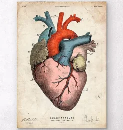 Anatomischer Herzkunst - Bunt | Codex Anatomicus Discount