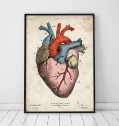 Anatomischer Herzkunst - Bunt | Codex Anatomicus Discount