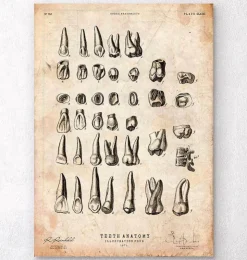 Antike Zahnkarte | Codex Anatomicus Outlet