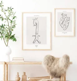 Aorta Anatomie - Line-Art | Codex Anatomicus Hot