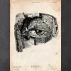 Augen Anatomie | Codex Anatomicus Fashion