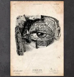 Augen Anatomie | Codex Anatomicus Fashion