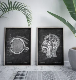 Augen Anatomie - Chalkboard | Codex Anatomicus Outlet