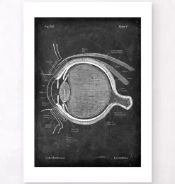 Augen Anatomie - Chalkboard | Codex Anatomicus Outlet