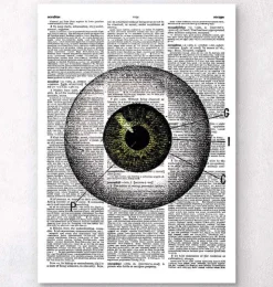 Augen Anatomie - Wörterbuch | Codex Anatomicus Discount