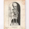 Baby Skelett | Codex Anatomicus New