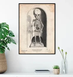 Baby Skelett | Codex Anatomicus New