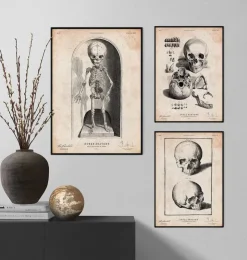 Baby Skelett | Codex Anatomicus New