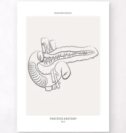 Bauchspeicheldrüse Anatomie - Line-Art | Codex Anatomicus New