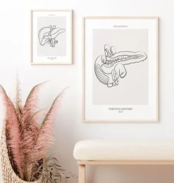 Bauchspeicheldrüse Anatomie - Line-Art | Codex Anatomicus New