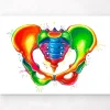 Becken Anatomie - Aquarell | Codex Anatomicus Outlet