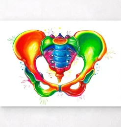 Becken Anatomie - Aquarell | Codex Anatomicus Outlet