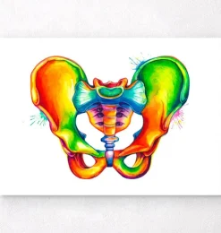 Becken Anatomie - Aquarell | Codex Anatomicus Fashion