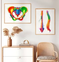 Becken Anatomie - Aquarell | Codex Anatomicus Outlet
