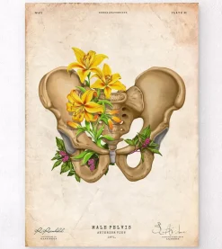 Becken Anatomie - Floral - Vintage | Codex Anatomicus New