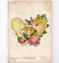 Becken Anatomie - Floral - Vintage | Codex Anatomicus Best