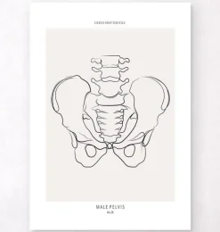 Becken Anatomie - Line-Art | Codex Anatomicus Clearance