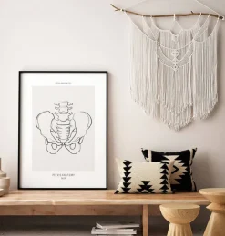 Becken Anatomie - Line-Art | Codex Anatomicus Clearance
