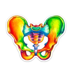 Becken Anatomie Aufkleber - Aquarell | Codex Anatomicus Discount