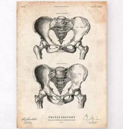 Beckenknochen Anatomie - Männlich und Weiblich | Codex Anatomicus Outlet