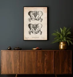 Beckenknochen Anatomie - Männlich und Weiblich | Codex Anatomicus Outlet