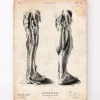Bein Anatomie | Codex Anatomicus Sale