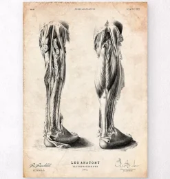 Bein Anatomie | Codex Anatomicus Sale