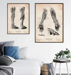 Bein Anatomie | Codex Anatomicus Sale