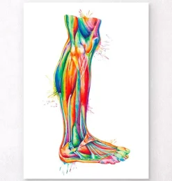 Bein Anatomie - Aquarell | Codex Anatomicus Sale