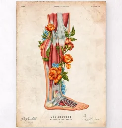 Bein Anatomie - Floral - Vintage | Codex Anatomicus Best